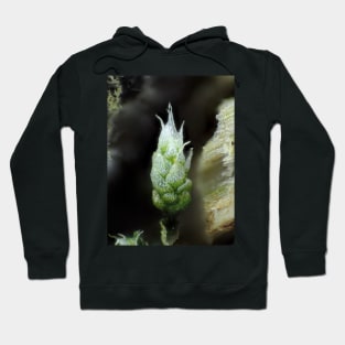 Moss under the microscope Hoodie